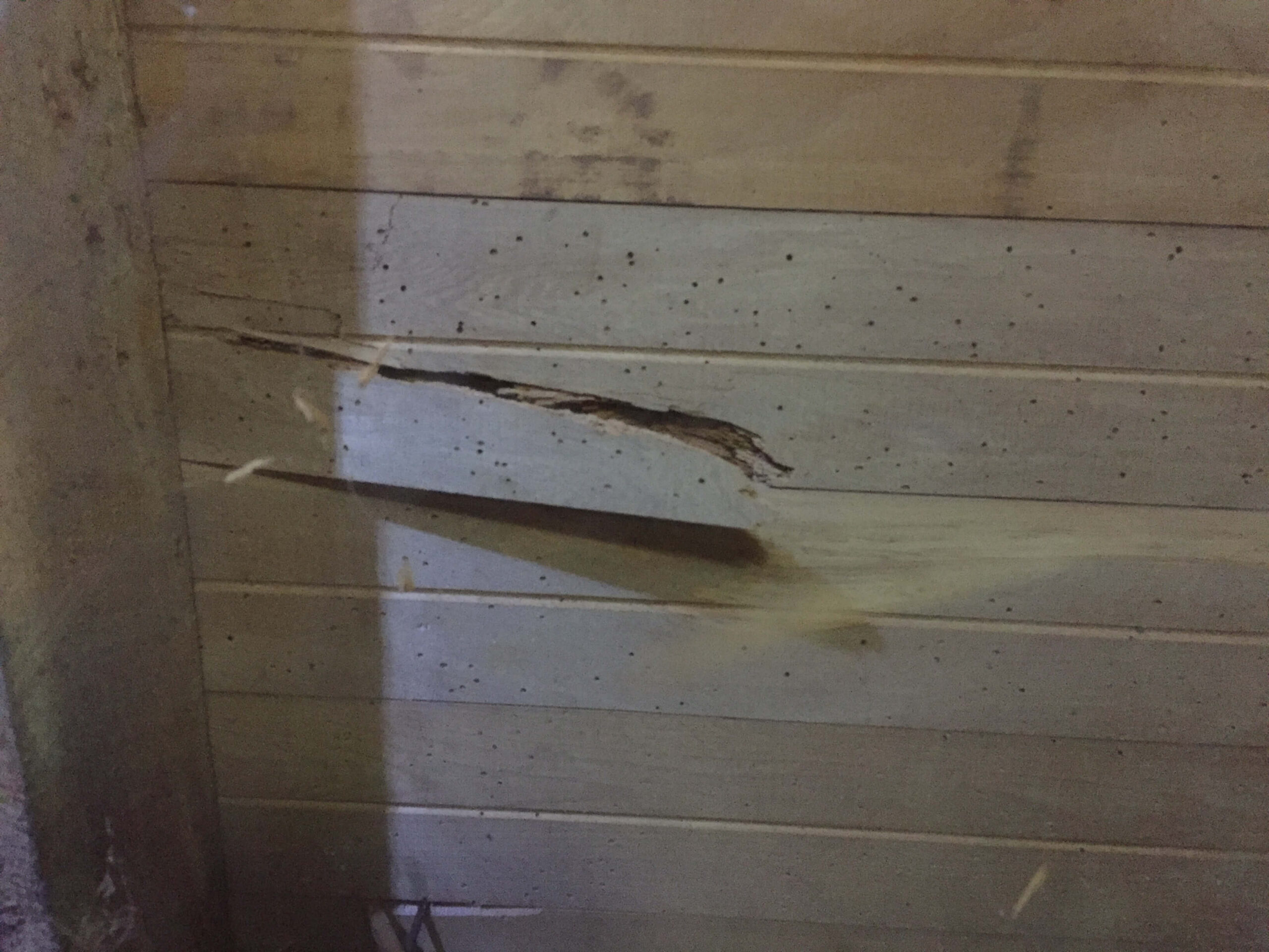 borer below bedroom floor
