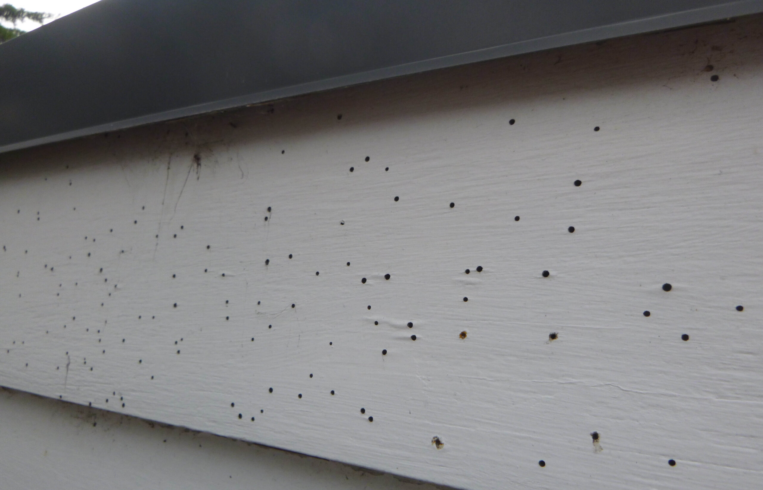 borer in panel