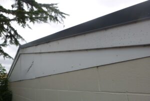borer in garage barge board